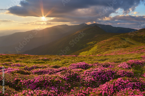 Mountain flowers on slope