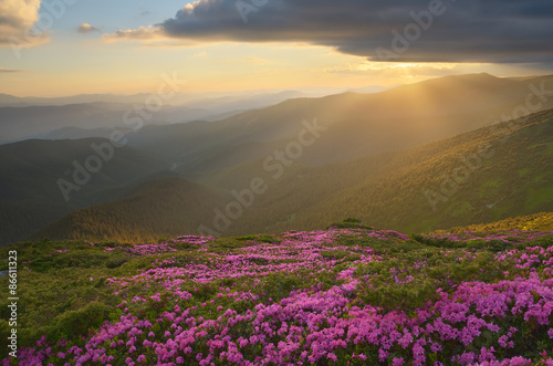 Pink flowers in mountains © Oleksandr Kotenko