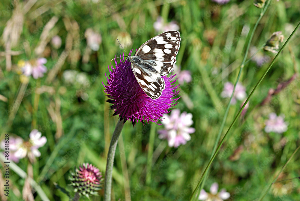 Schmetterling auf einer violetten Distel Schmetterling auf einer violetten Distel