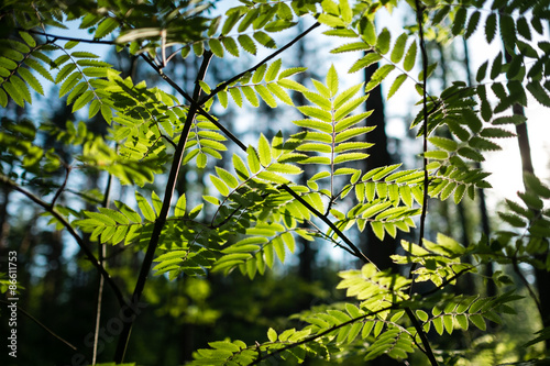 Rowan leaves under the morning sun