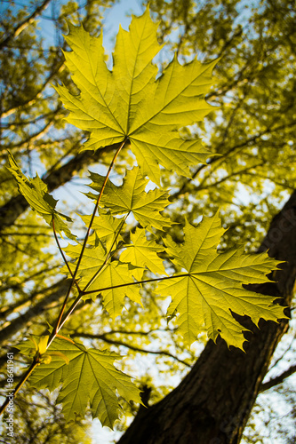 Листья клена