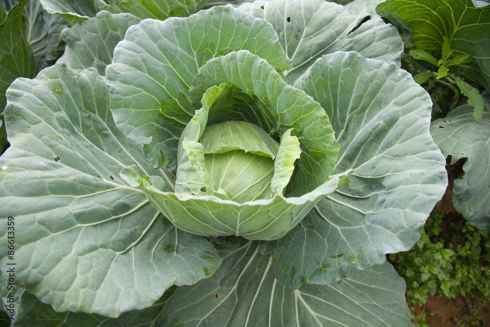 cabbage cabbage