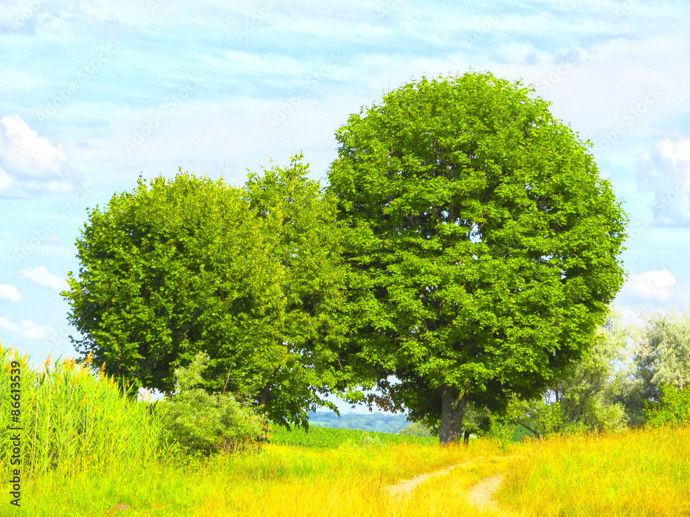 Obraz premium Hazel. HDR.