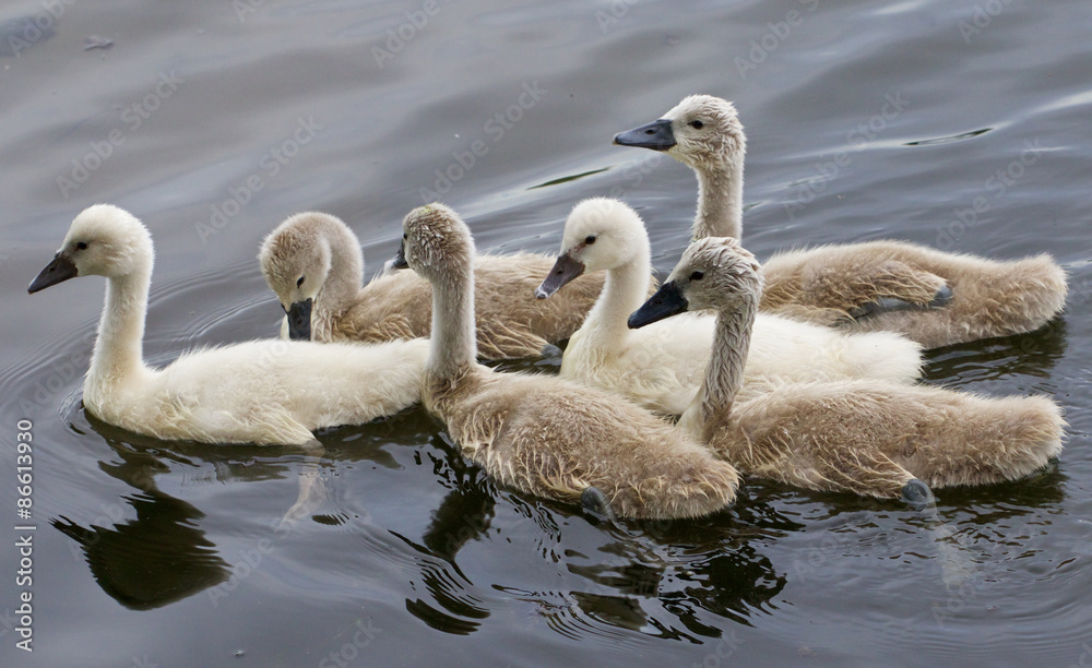 Six chicks of the mute swans are swimming together