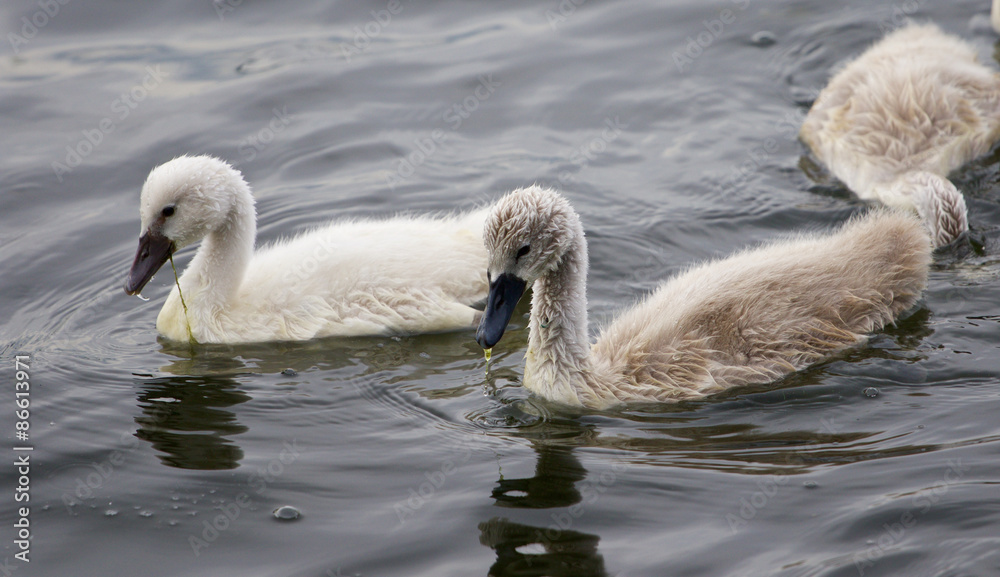 A pair of the young mute swans is swimming A pair of the young mute swans is swimming