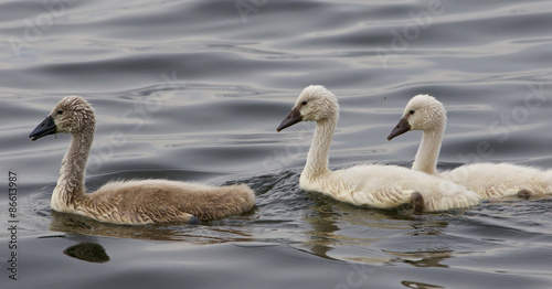 Three beautiful chicks of the mute swans are swimming © MrWildLife