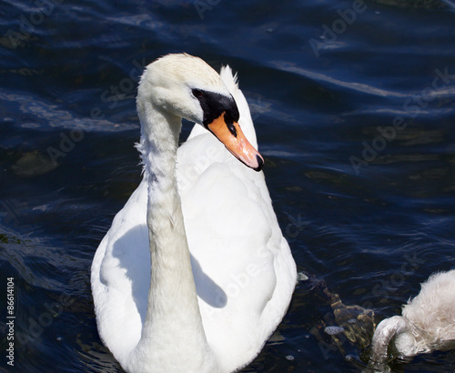 The mother-swan is looking for her young son in the lake