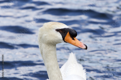 Beautiful portrait of the swan
