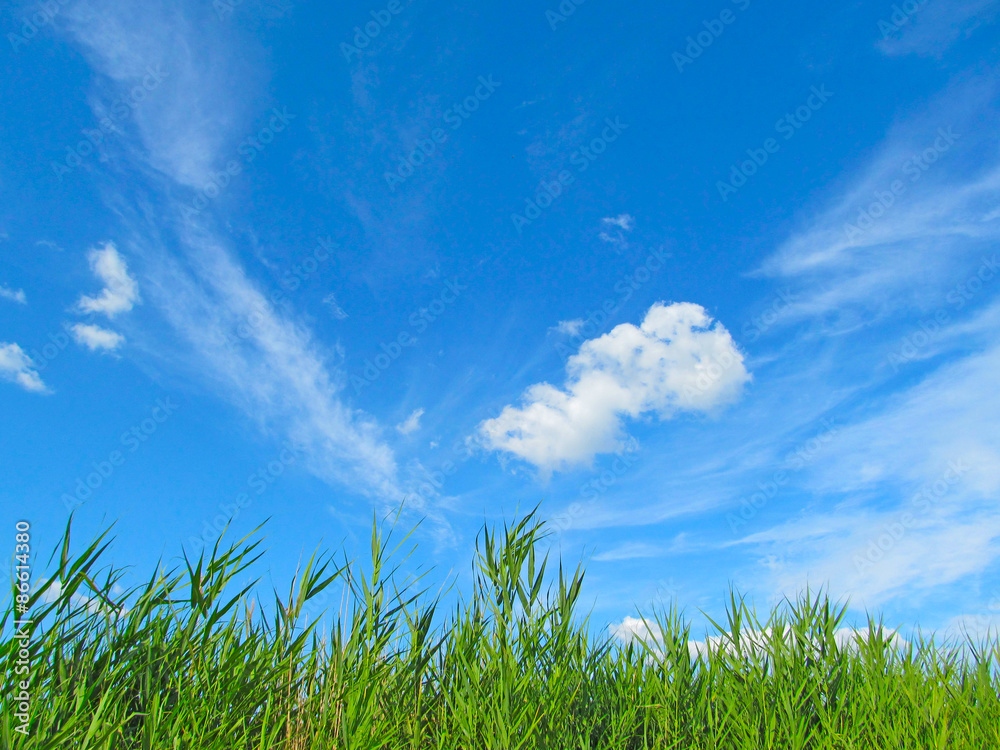 Reed against the sky