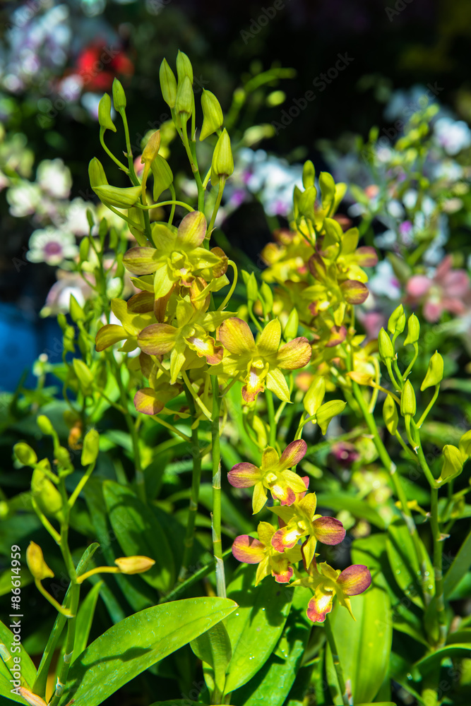 Obraz premium Orchid