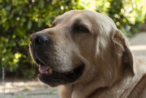 Portrait of labrador 