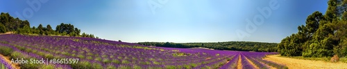Lavender field panoramic view in Provence, France