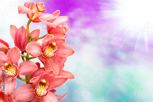 orchid flower © sergio37_120
