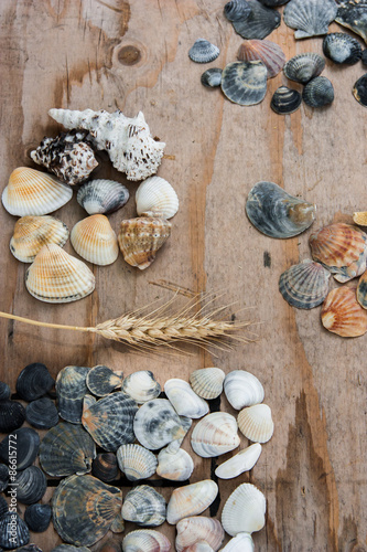still life of shells and starfish