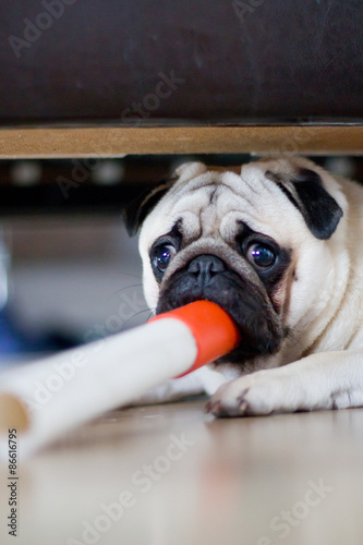 Cute and funny pug plays with a stick