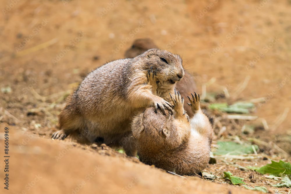 Naklejka premium Adult prairie dogs fighting