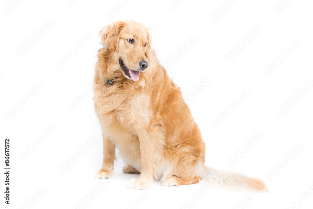a 2 year old purebread golden retriever sits on a white background and looks right with mouth open and tongue hanging out