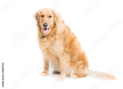 a 2 year old purebread golden retriever sits on a white background and looks at camera with mouth open and tongue hanging out photo