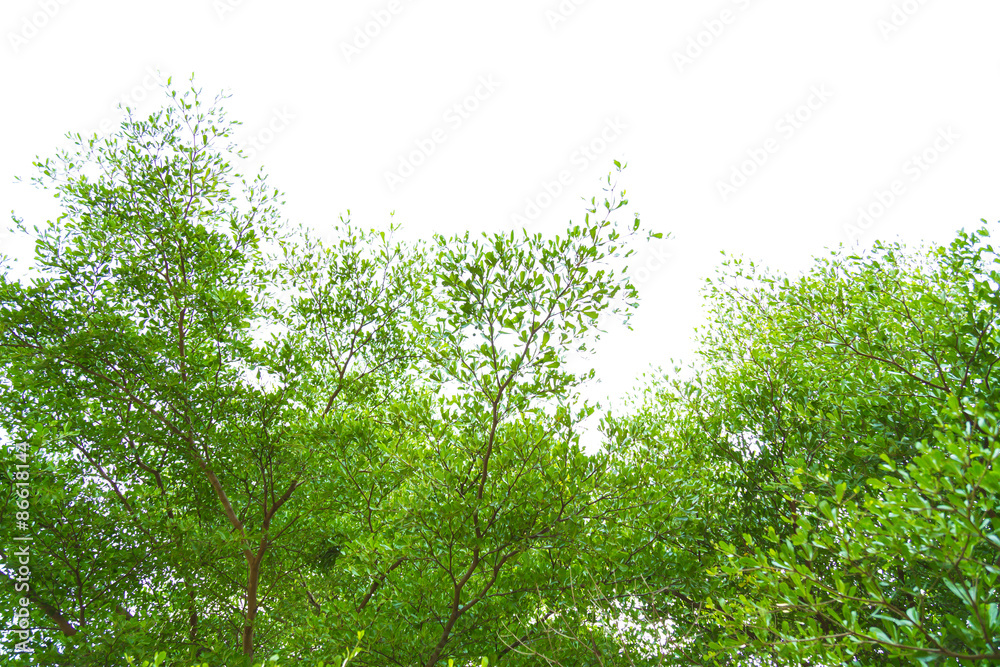 Fototapeta premium Green forest with sunlight
