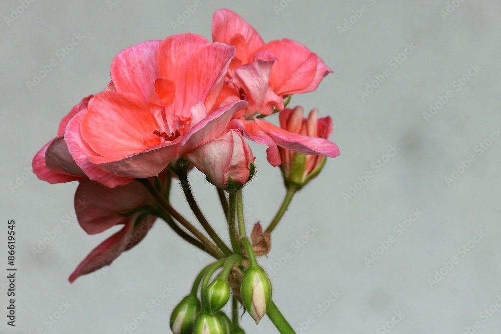 Pelargonium Pelargonium