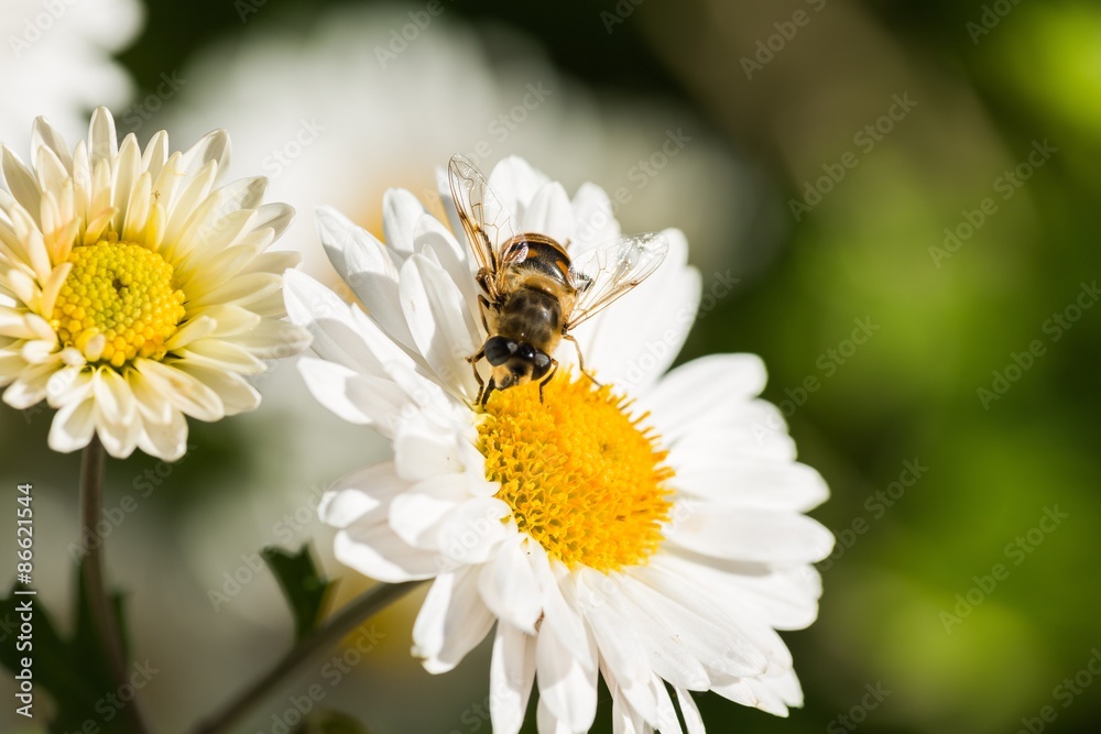 Bee, Honey, Honey Bee. - obrazy, fototapety, plakaty 