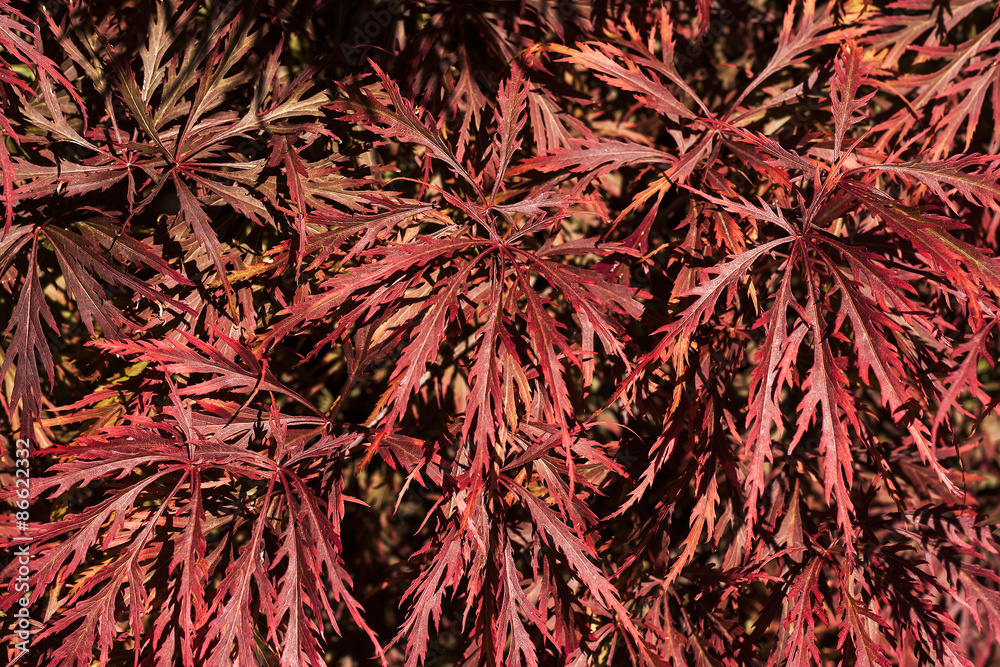 Fototapeta premium acer palmatum matsumurae 