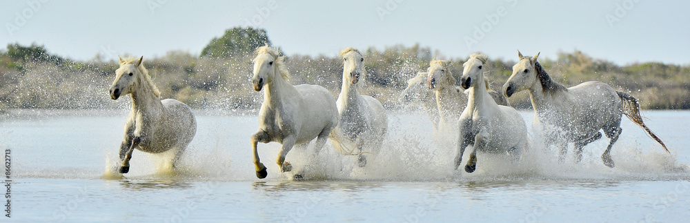 Naklejka premium Herd of White Camargue horses running through water
