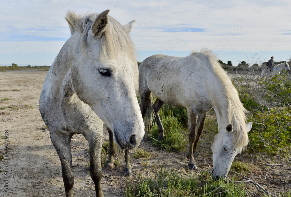 Portrait of the White Camargue Horses Portrait of the White Camargue Horses