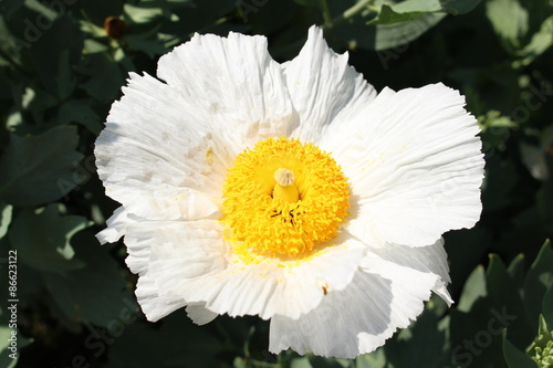 Fototapeta Naklejka Na Ścianę i Meble -  Yellow and white 