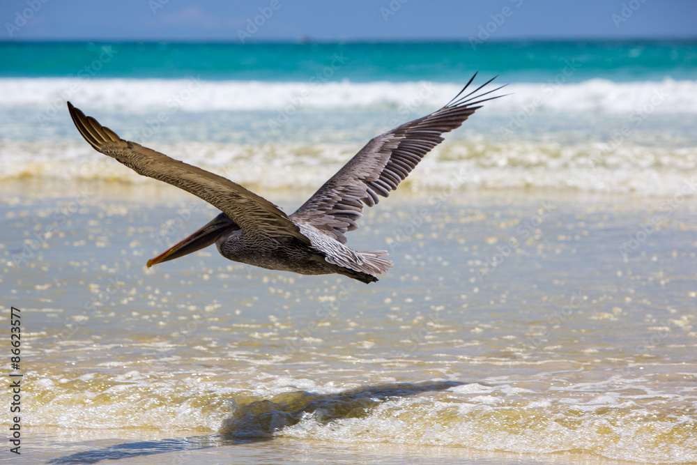 Naklejka premium Pelican flying over the beach in Galapagos