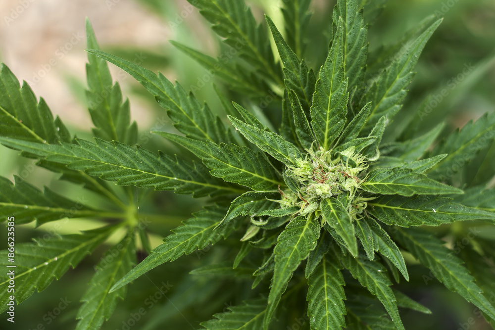 cannabis plant blooming cannabis plant blooming