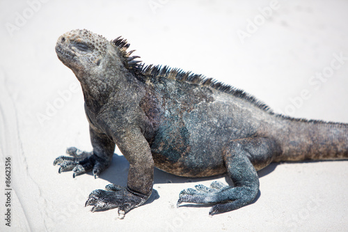 Marine iguana in the Galapagos islands