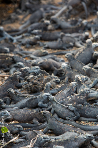 Marine iguanas in Galapagos islands