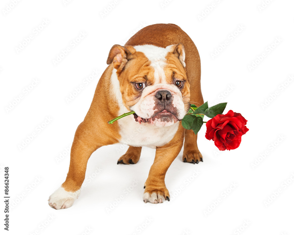 Bulldog Holding Red Rose in Mouth