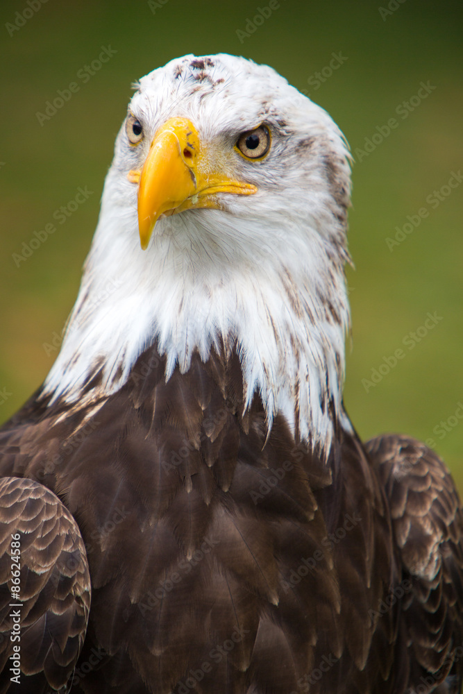 Closeup of an American Bald Eagle in Ecuador Closeup of an American Bald Eagle in Ecuador