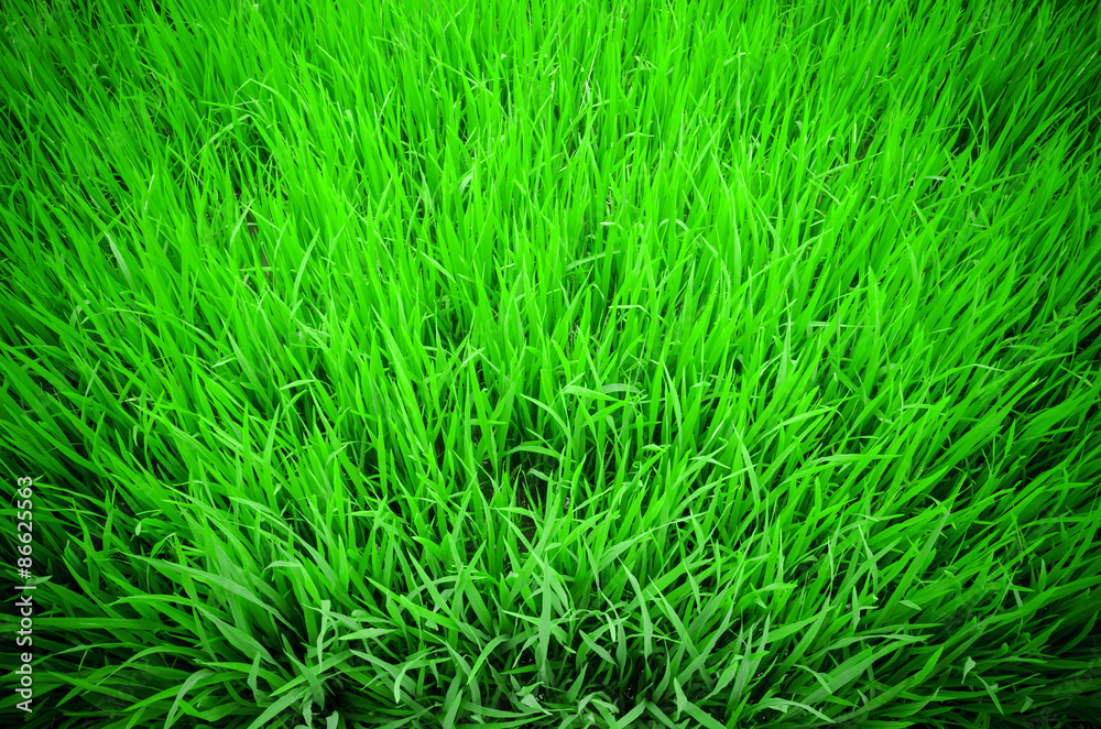 view from the top of rice paddy view from the top of rice paddy
