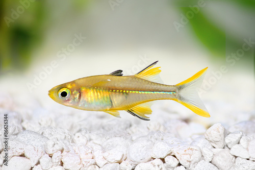 Celebes Rainbow Aquarium Fish Marosatherina ladigesi 