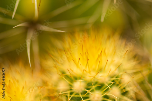 cactus shallow depth of field