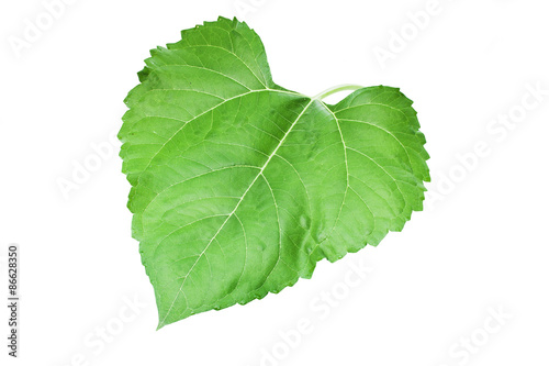 leaf of sunflower on isolate background