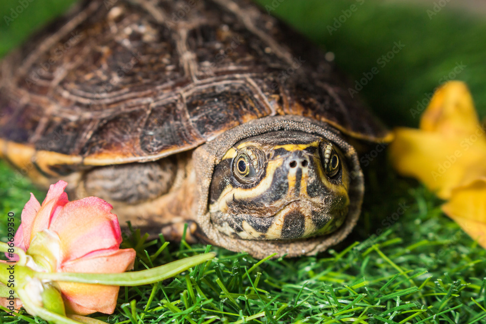 turtle on green grass texture background eco concept, asia, thai turtle on green grass texture background eco concept, asia, thai