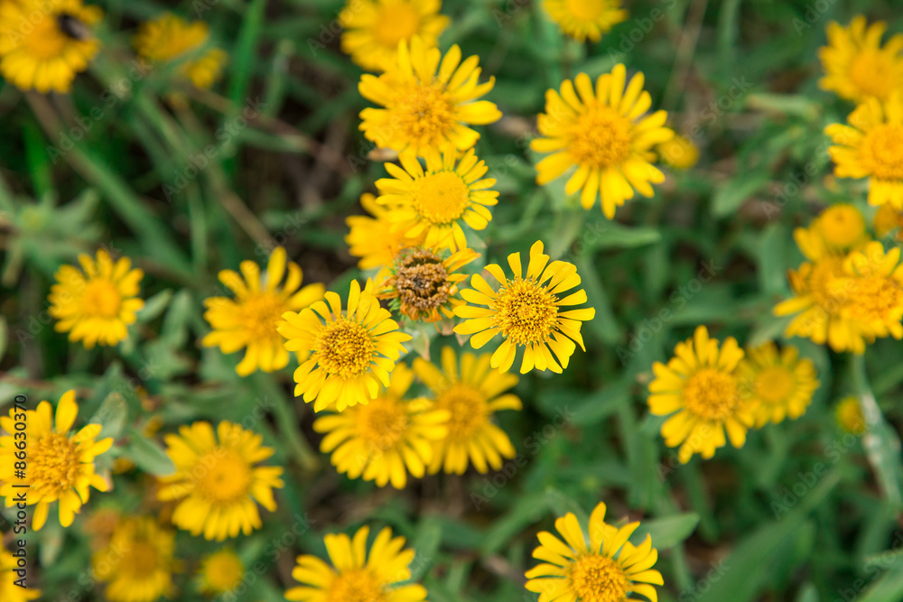 beautiful yellow flowers beautiful yellow flowers