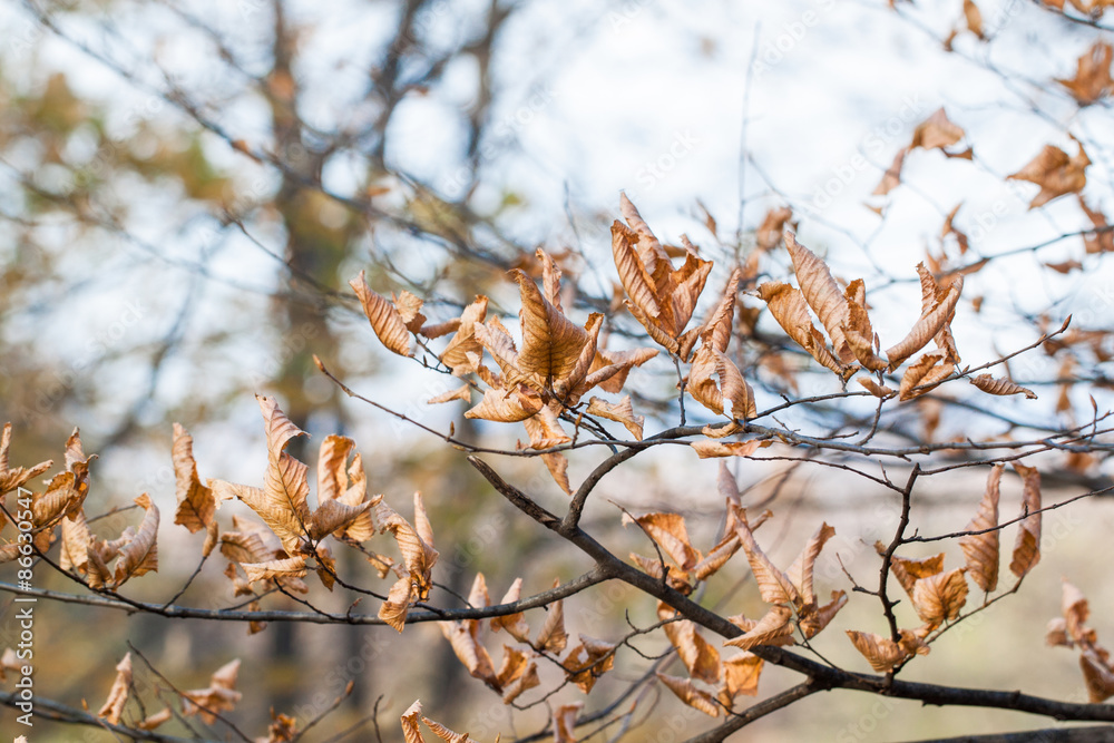 Colorful autumn leaves