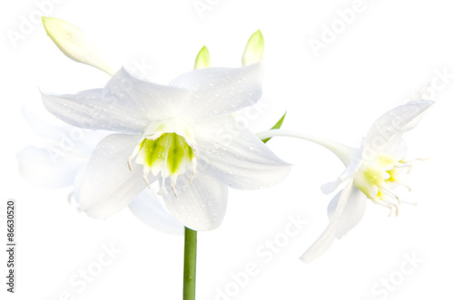 Fototapeta Naklejka Na Ścianę i Meble -   fleur blanche d'amaryllis sur fond blanc 