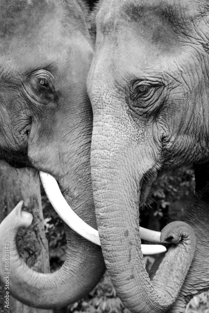Fototapeta premium Czarno-białe zdjęcie zbliżenie dwóch słoni jest czuły.
