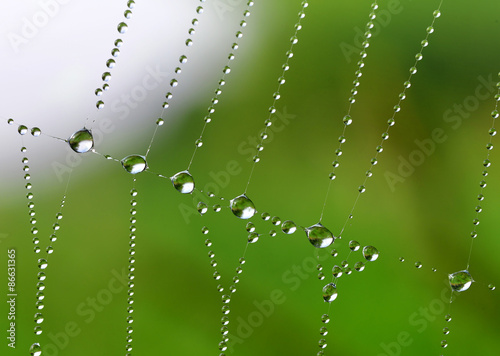 Spider web with dew drops closeup 