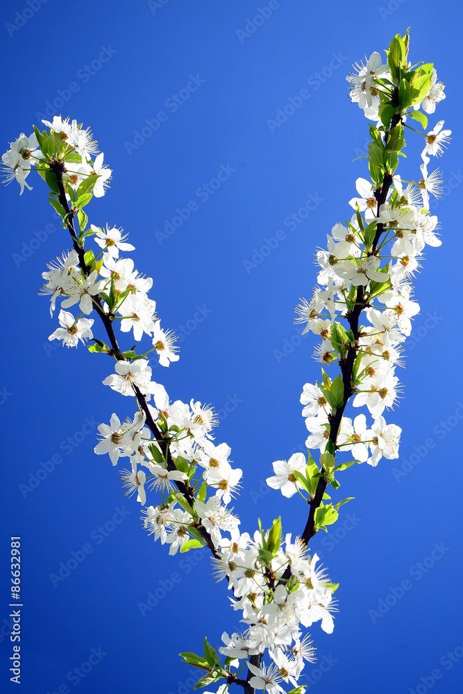 Caucasian plum white blossom and blue sky Caucasian plum white blossom and blue sky