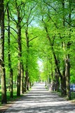 Trees in park near Cathedral place in Vilnius town