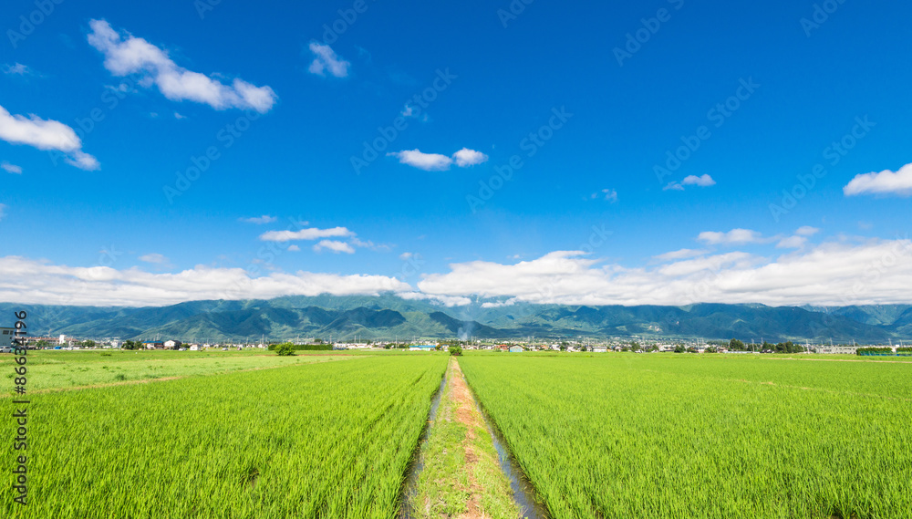 Fototapeta premium 信州 安曇野の田園風景 