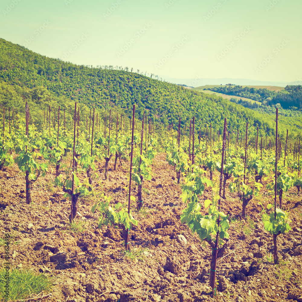 Fototapeta premium Vineyard