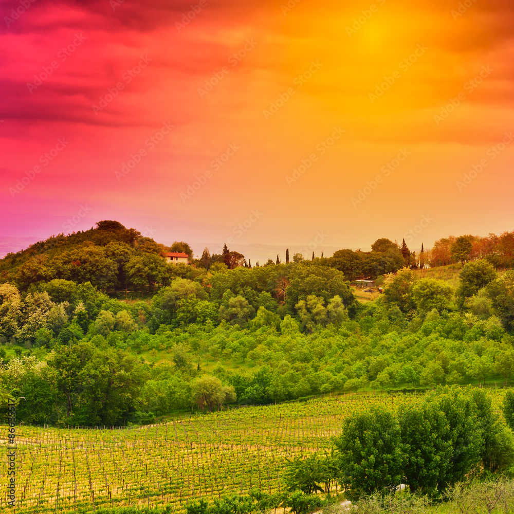 Vineyard at Sunset